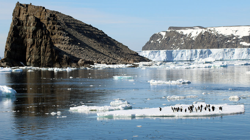 Penguins romping about on a slab of ice in the Danger Islands.